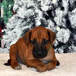 Girl 6 - Red wheaten female Rhodesian Ridgeback puppy in Bronson, Florida from Chioke Rhodesians