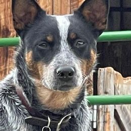 Australian Cattle Dogs from DPH Australian Cattle Dogs