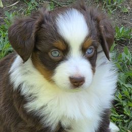 Twix RTM - Red tri male Miniature Australian Shepherd puppy in Spirit Lake, Idaho from Gemstone Ridge Mini Aussies
