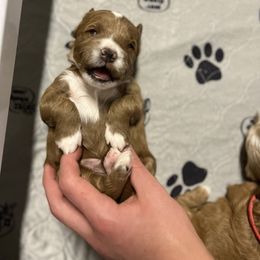 Goldendoodle Puppies from Kings Royal Mini Doodles by King Farms