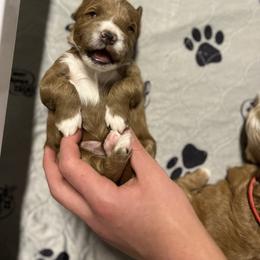 Goldendoodle Puppies from Kings Royal Mini Doodles by King Farms