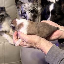 Fable  (a female) - Blue merle white and tan male Shetland Sheepdog puppy in New Waterford, Ohio from Georgina's Shetland Sheepdog
