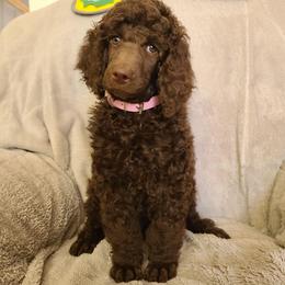 Pink Collar - Brown female Poodle puppy in Colorado Springs, Colorado from Silly's Standard Poodles