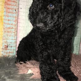 Goldendoodle Puppies from Zeusthemoosedoodles