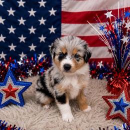 Roper - Blue merle female Australian Shepherd puppy in Cambridge, Ohio from Solis Performance Horses & Australian Shepherds