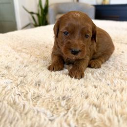 Girl 3 - Red  female Goldendoodle puppy in Glendale, Arizona from Follow Your Bliss Doodles