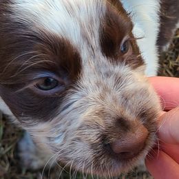 English Springer Spaniel Puppies from Savannah River Springers