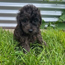 Hermione - Blue merle Aussiedoodle puppy in Ivins, Utah from A Puppy Crush