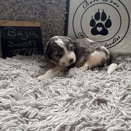 Baja - White and brown male Saint Berdoodle puppy in Traverse City, Michigan from Bare Paws Saint Berdoodles