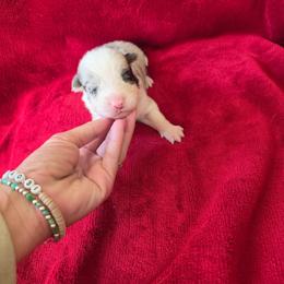 Blue Merle Boy - Blue merle male Border Collie puppy in Ripley, Oklahoma from Adventure5 Border Collies