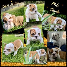Bulldog Puppies from Semper Fi Bulldogs