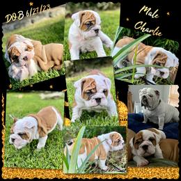 Bulldog Puppies from Semper Fi Bulldogs