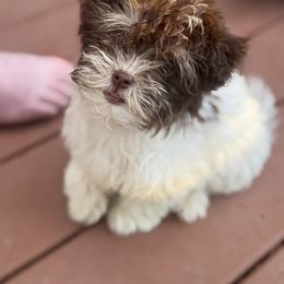 Coco - Chocolate female Havanese puppy in Green Sea Sc, South Carolina from Palmetto Puppies