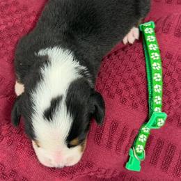 Green Boy - Black, white and red male Greater Swiss Mountain Dog puppy in Oregon City, Oregon from Runamuck's Greater Swiss Mountain Dogs
