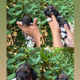 Scooby - Chocolate male Dachshund puppy in Lakeland Village, California from CA__Dachshunds