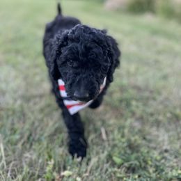 Goldendoodle puppies from Country Side doodles and poodles