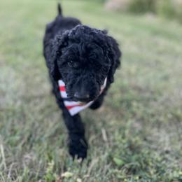 Goldendoodle puppies from Country Side doodles and poodles