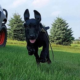 Labrador Retriever Puppies from Justice Retrievers