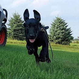 Labrador Retriever Puppies from Justice Retrievers