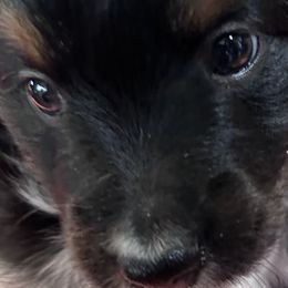 PEACH - Black tri Miniature Australian Shepherd puppy in Omak, Washington from Willow Flats Kennels
