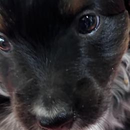 PEACH - Black tri Miniature Australian Shepherd puppy in Omak, Washington from Willow Flats Kennels