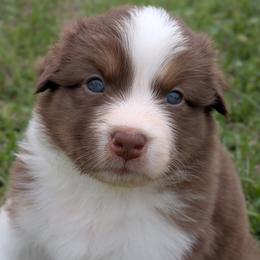Hugs - red tri female - Red tri-color female Australian Shepherd puppy in Texas from Wray Aussies