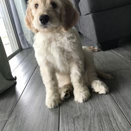 Goldendoodle and Bearded Retriever Puppies from Emma Lee Doodles