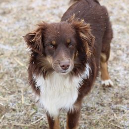 Ridley - Miniature Australian Shepherd