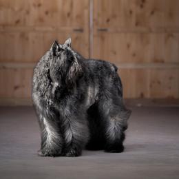 Bouvier des Flandres from Rebellious Bouvier