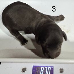 Max - Black male Dachshund puppy in Cabool, Missouri from Dachshund's of Country Magic Farms in Missouri
