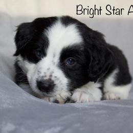 Australian Shepherd Puppies from Bright Star Aussies