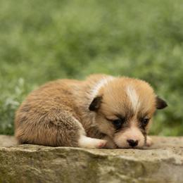 Destiny - Red female Pembroke Welsh Corgi puppy in Narvon, Pennsylvania from Corgi Companions