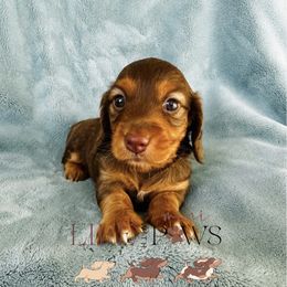 Annie - Chocolate female Dachshund puppy in Palm Bay, Florida from Life With Mini Paws