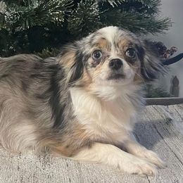 Layla - Chihuahua