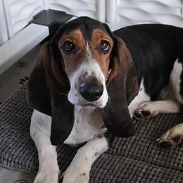 Basset Hounds from S&S American Bassets