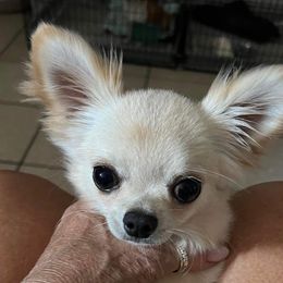 Sunny - Chihuahua puppy in Simpsonville, Kentucky from Isa's Chihuahuas