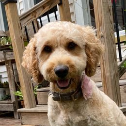 Ginger - Goldendoodle