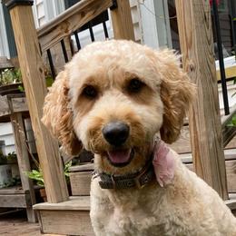 Ginger - Goldendoodle