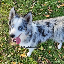 Raya - Pomsky