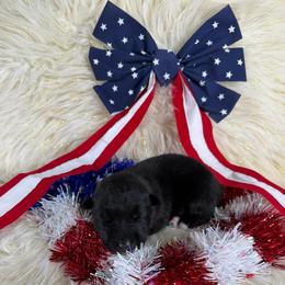 Cobra - Black female Siberian Husky puppy in Folsom, Louisiana from Geaux Fluffy