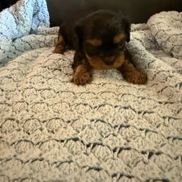 Alvin - Black and tan male Cavalier King Charles Spaniel puppy in Athens, Georgia from Sandy Cross Kennels