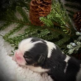 Boy 1 - Black tan and white male Japanese Chin puppy in Davisville, Missouri from Uniquely Yours, Shelly’s Japanese Chins