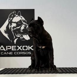 Female 3 - Black female Cane Corso puppy in Cashion, Oklahoma from APEXOK Cane Corsos