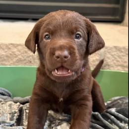 Labrador Retrievers from Frye Farms