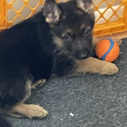 German Shepherd Puppies from Hidden Brook GSD