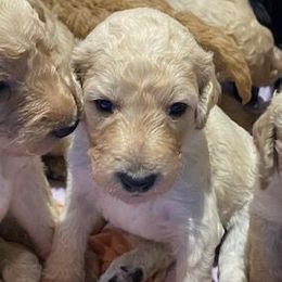 Girl 6 - Poodle puppy from Celebrity Standard Poodles