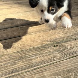 Australian Shepherd Puppies from Heart2Heart Pups LLC
