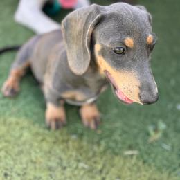 Sky - Gray (blue) and tan female Dachshund puppy in Duncan, Arizona from Bootheel Doxies & Poms