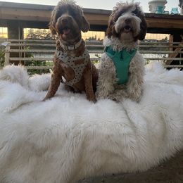 Australian Labradoodle All Grown Up from Summer Hill Labradoodles