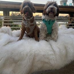 Australian Labradoodle All Grown Up from Summer Hill Labradoodles